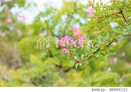 サルスベリの花 96893121