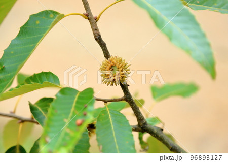 ドングリの実 96893127