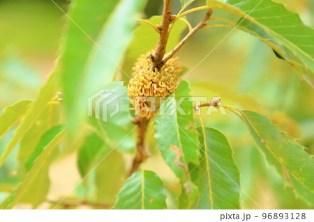 ドングリの実 ドングリの実 96893128