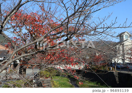 山口一ノ坂川の紅葉シーズン 山口一ノ坂川の紅葉シーズン 96893139