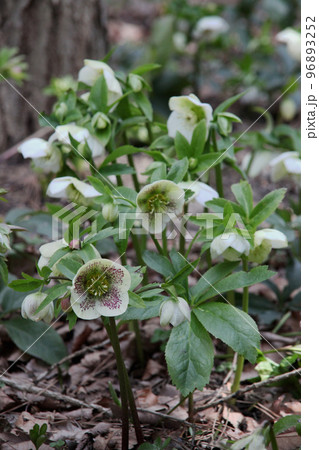 クリスマスローズ 96893252