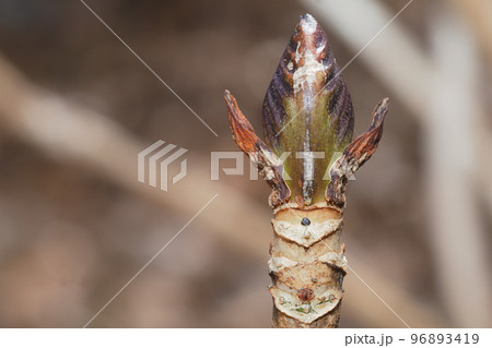 アジサイの葉痕と冬芽 96893419