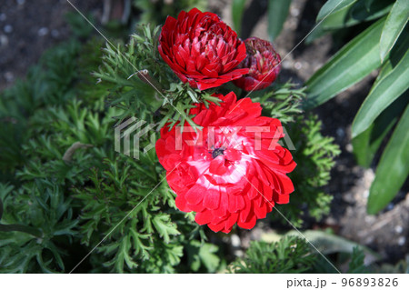 ラナンキュラス ラナンキュラス 96893826