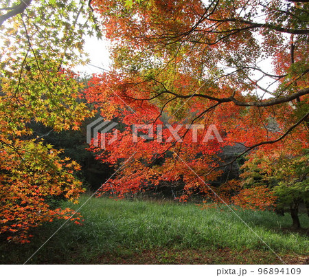 紅葉!ラムサ-ル条約登録湿地池(薩摩川内市藺牟田池) 紅葉!ラムサ-ル条約登録湿地池(薩摩川内市藺牟田池) 96894109