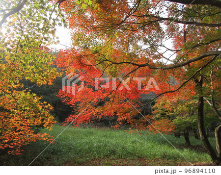 紅葉!ラムサ-ル条約登録湿地池(薩摩川内市藺牟田池) 紅葉!ラムサ-ル条約登録湿地池(薩摩川内市藺牟田池) 96894110
