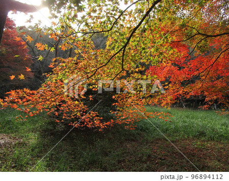 紅葉!ラムサ-ル条約登録湿地池(薩摩川内市藺牟田池) 紅葉!ラムサ-ル条約登録湿地池(薩摩川内市藺牟田池) 96894112