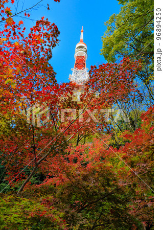 東京 芝公園もみじ谷から見た東京都内の紅葉 東京 芝公園もみじ谷から見た東京都内の紅葉 96894250