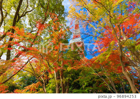 東京 芝公園もみじ谷から見た東京都内の紅葉 東京 芝公園もみじ谷から見た東京都内の紅葉 96894253