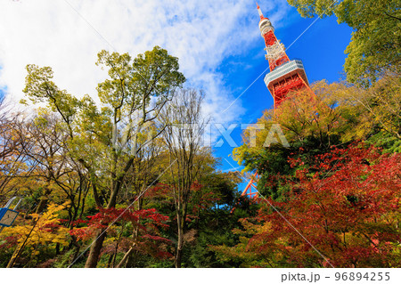 東京　芝公園もみじ谷から見た東京都内の紅葉 96894255