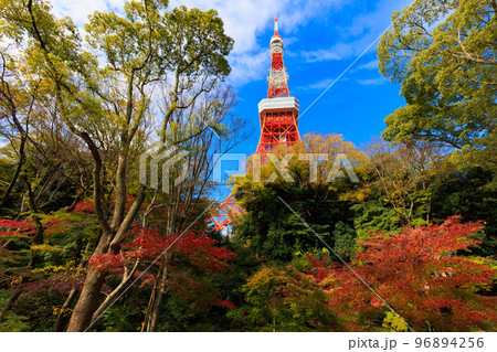 東京 芝公園もみじ谷から見た東京都内の紅葉 東京 芝公園もみじ谷から見た東京都内の紅葉 96894256
