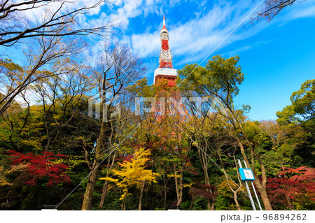 東京 芝公園もみじ谷から見た東京都内の紅葉 東京 芝公園もみじ谷から見た東京都内の紅葉 96894262