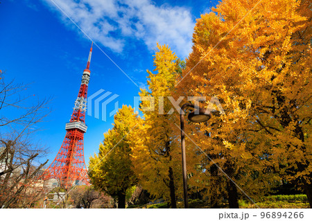 東京　港区立芝公園から見た東京都内の紅葉 96894266