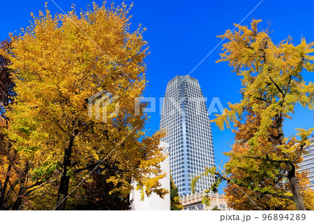 東京 港区芝公園から見た東京都内の紅葉 東京 港区芝公園から見た東京都内の紅葉 96894289