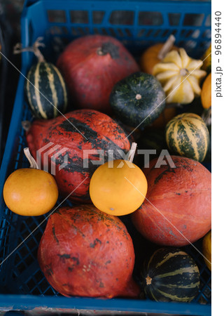 A variety of pumpkins in a blue box, top view A variety of pumpkins in a blue box, top view 96894440