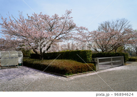 21世紀の森公園に行きました　＃11 96894624