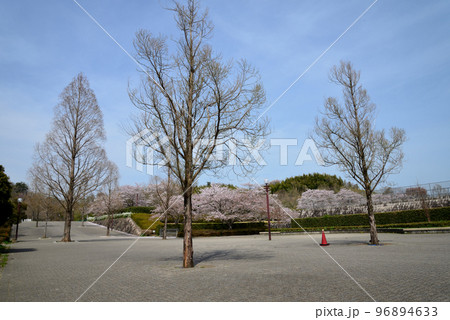 21世紀の森公園に行きました　＃20 96894633