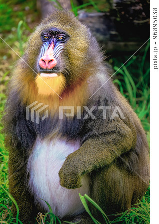 Lovely Mandril primate monkey resting, shy eyes, Congo, Africa Equatorial Lovely Mandril primate monkey resting, shy eyes, Congo, Africa Equatorial 96895038