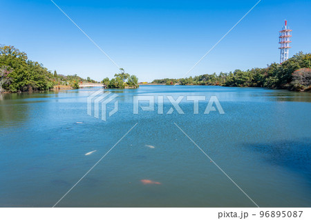 三重県鈴鹿市　秋の鈴鹿青少年の森にある道伯池と鯉 96895087