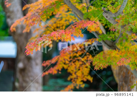 金刀比羅神社（ことひらじんじゃ）紅葉　福島県いわき市 96895141
