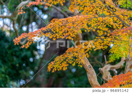 金刀比羅神社（ことひらじんじゃ）紅葉　福島県いわき市 96895142
