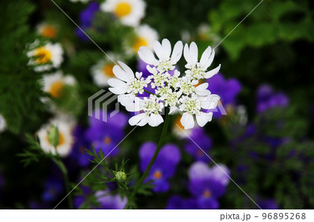 オルレアの花 オルレアの花 96895268