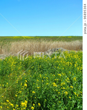 菜の花咲き始めた早春の江戸川河川敷風景 96895364
