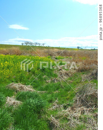 菜の花咲き始めた早春の江戸川河川敷風景 96895368