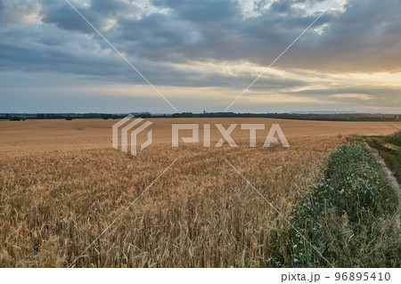 Wheat field detail Wheat field detail 96895410