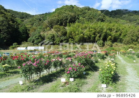 黒川ダリア園 96895426