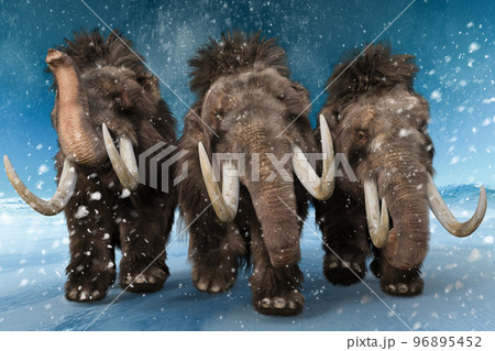 吹雪の中大きな牙を持つマンモスの群れが前進する 96895452