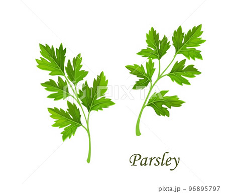 Parsley greenery, isolated vector cilantro or coriander garden spices branch with leaves. Cartoon fresh herb, plant for cooking, aromatic condiment. Seasoning twig, vitamin food 96895797