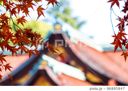 神社で鮮やかに色づき見頃を迎えた紅葉イメージ｜京都府京都市 96895847