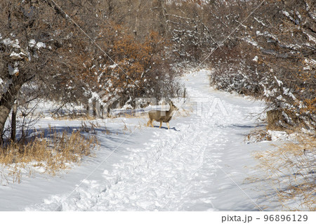 ハイキングトレイル上のシカ ハイキングトレイル上のシカ 96896129