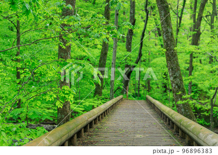 青森_奥入瀬渓流にかかる木橋の風景 青森_奥入瀬渓流にかかる木橋の風景 96896383