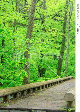 青森_奥入瀬渓流にかかる木橋の風景 96896386