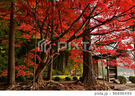 龍穏寺の紅葉 96896499