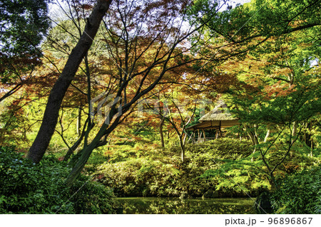 東京都　六義園（りくぎえん）　つつじ茶屋の紅葉　特別名勝 96896867