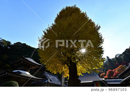 宇土観音 弘誓寺のイチョウ 宇土観音 弘誓寺のイチョウ 96897103