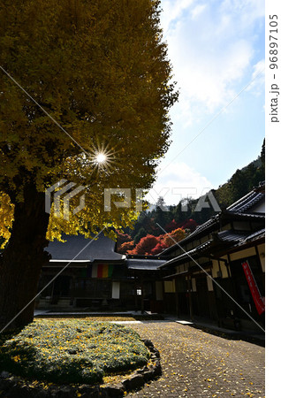 宇土観音 弘誓寺のイチョウ 96897105