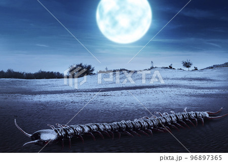 Centipedes walking on the ground 96897365