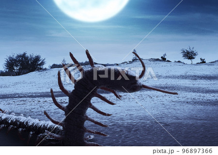 Centipedes walking on the ground Centipedes walking on the ground 96897366