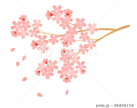 満開の桜の花、枝付きのイラスト素材 96898158