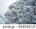 枝の上に積もる新雪 北海道の冬 96898619