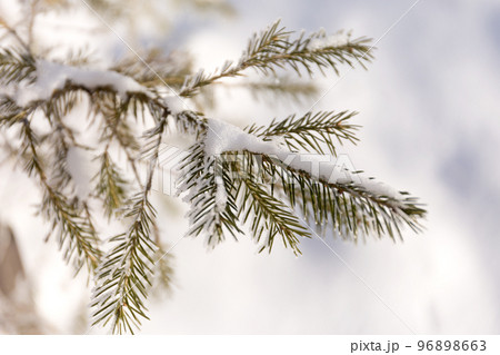 Close Up Snow Covered Winter Spruce Frost Branches. Christmas Tree Background. Close Up Snow Covered Winter Spruce Frost Branches. Christmas Tree Background. 96898663