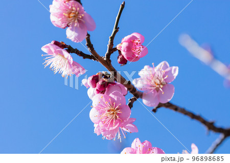 ピンクの梅の花 96898685