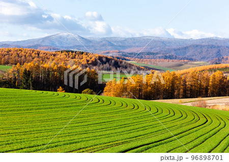 北海道、秋の美瑛・10月、日本 北海道、秋の美瑛・10月、日本 96898701