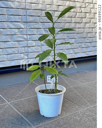 観葉植物 アボカド 観葉植物 アボカド 96899122