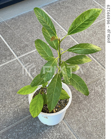観葉植物　アボカド 96899129
