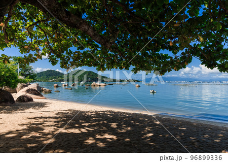 Coastline with tree and ocean with sailboats in Floripa, Brazil. Sandy beach with shadow by big tree Coastline with tree and ocean with sailboats in Floripa, Brazil. Sandy beach with shadow by big tree 96899336