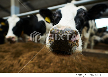 Selective focus on nose of black-and-white purebred dairy cow Selective focus on nose of black-and-white purebred dairy cow 96900102